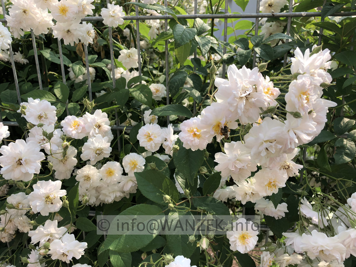 Rose moschata The Garland 02 (Ramblerrose, Austin).JPG